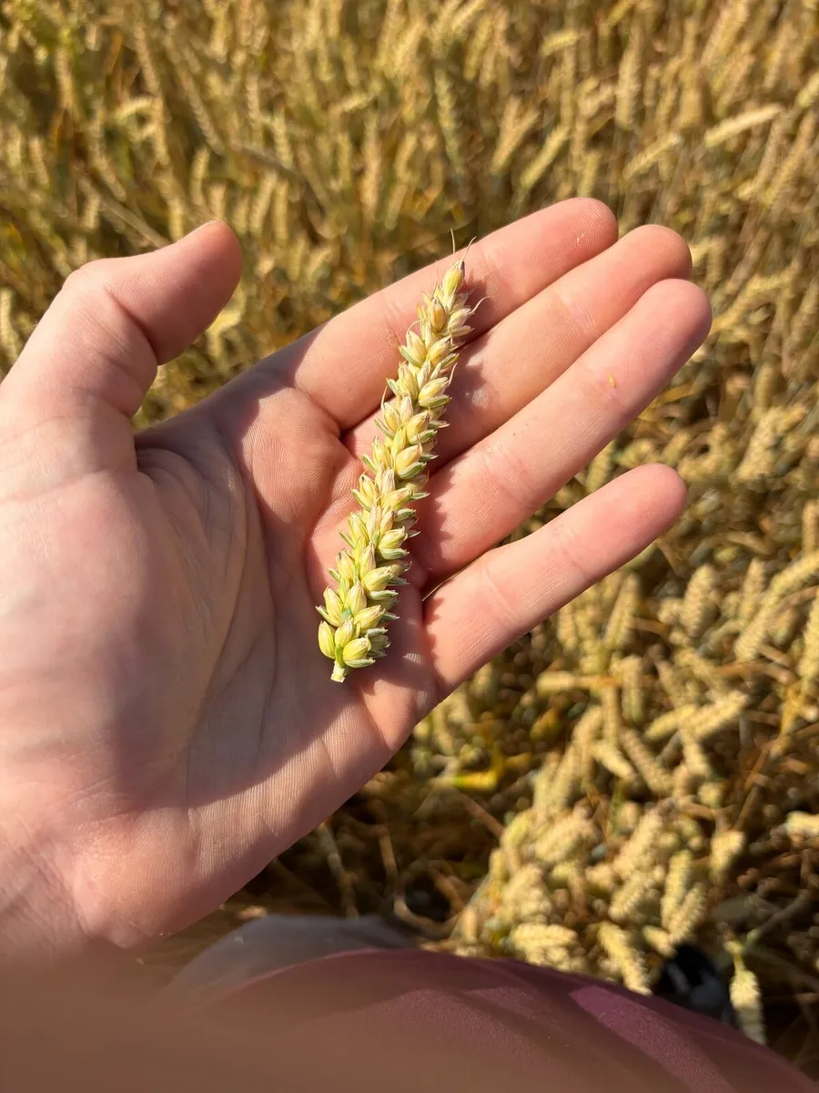 Wholecrop winter wheat and pit maize for sale - Image 1