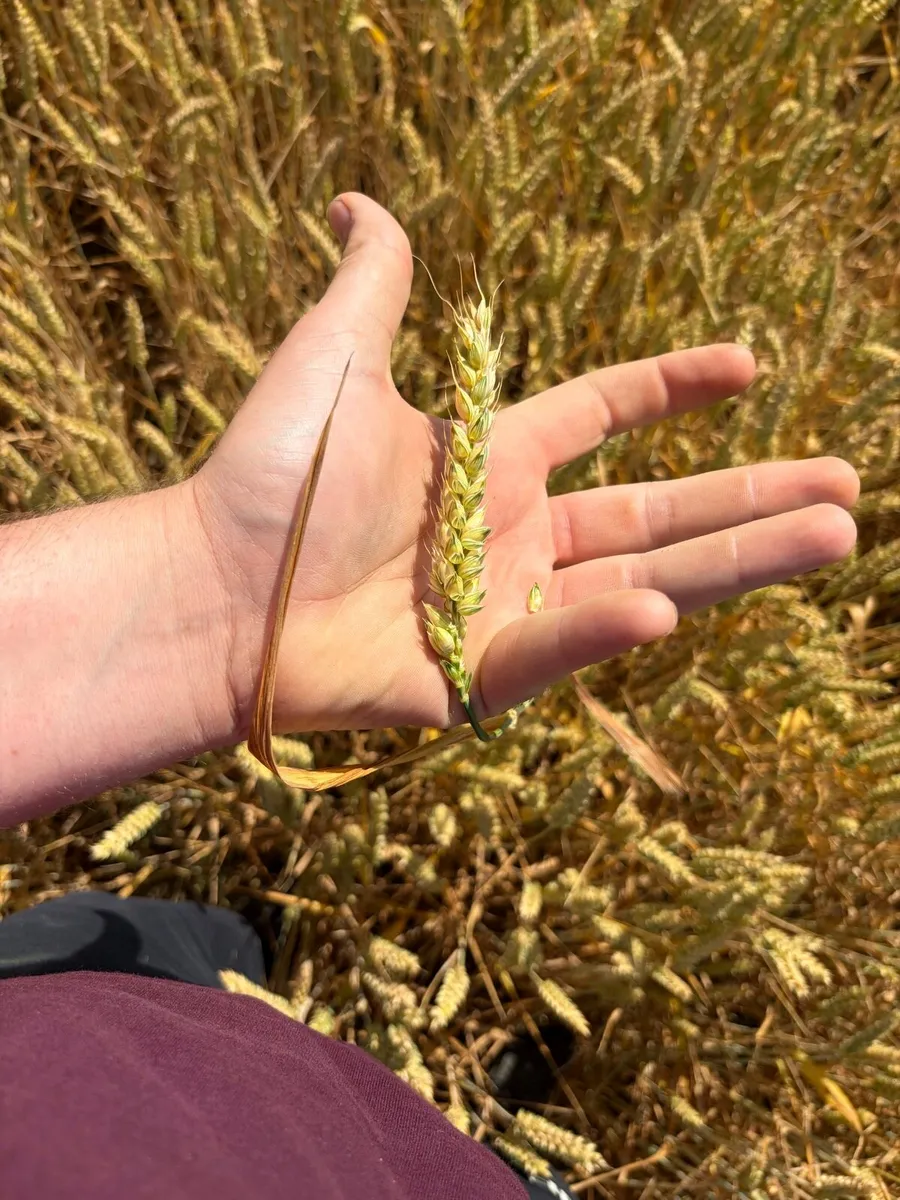 Wholecrop winter wheat and pit maize for sale - Image 3