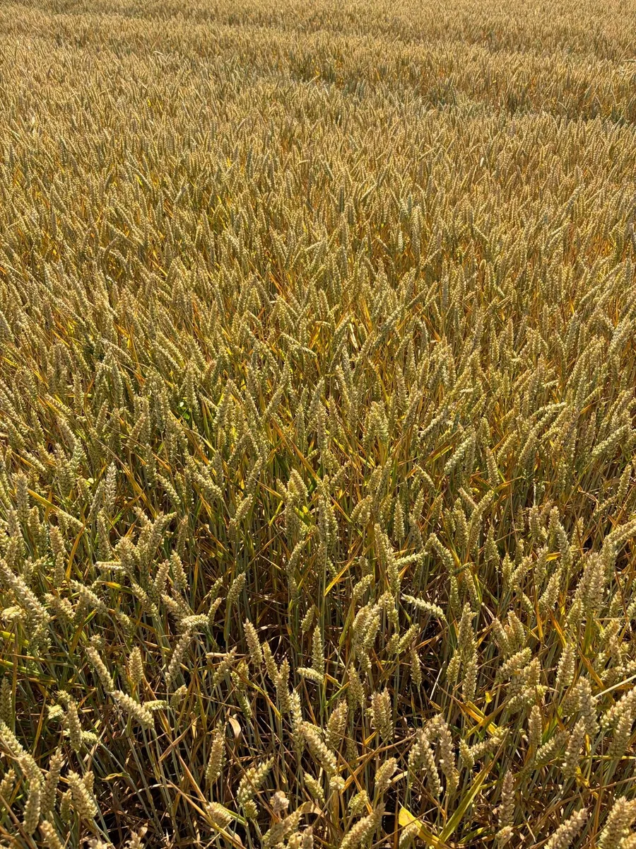 Wholecrop winter wheat and pit maize for sale - Image 4