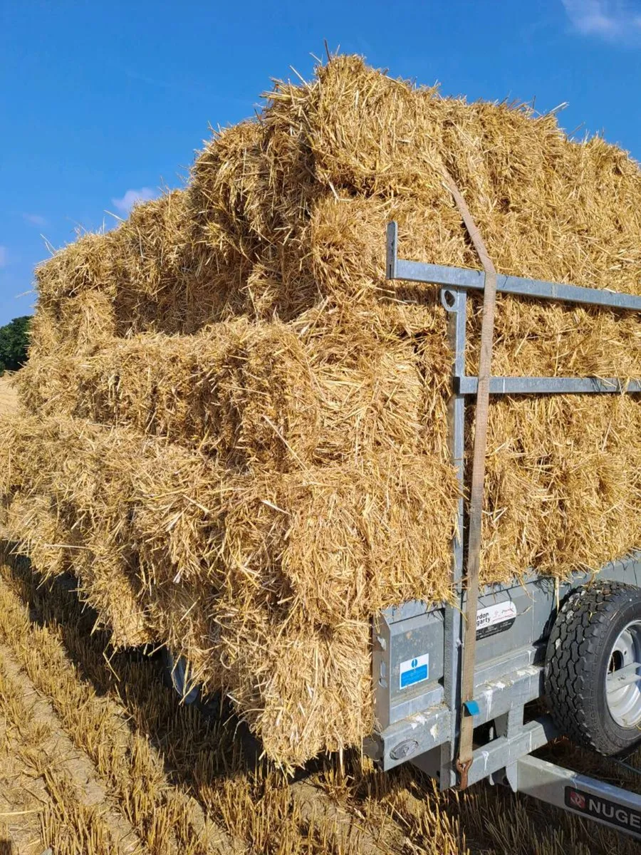 Small Square bales of barley straw - Image 1
