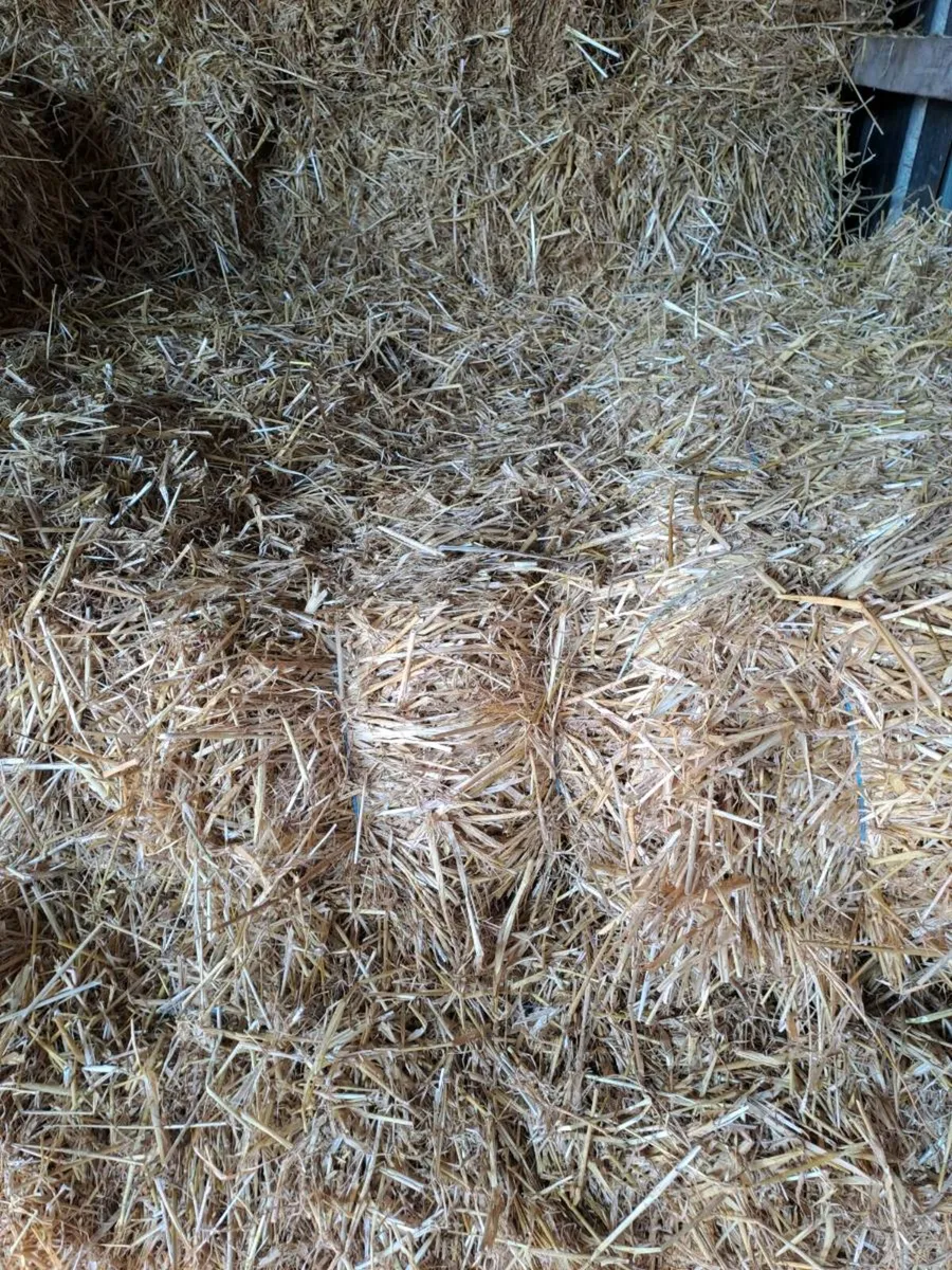 Small Square bales of barley straw - Image 2