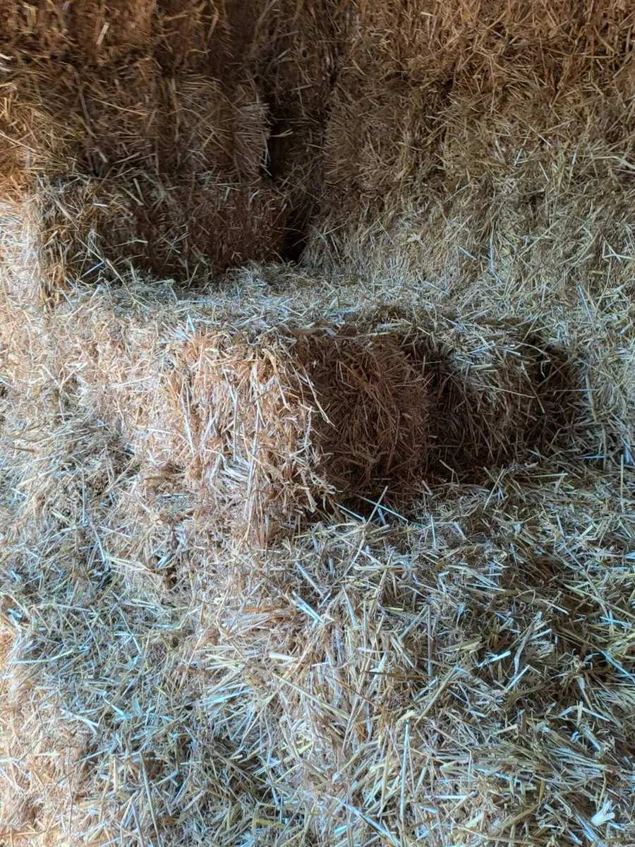 Small Square bales of barley straw - Image 3