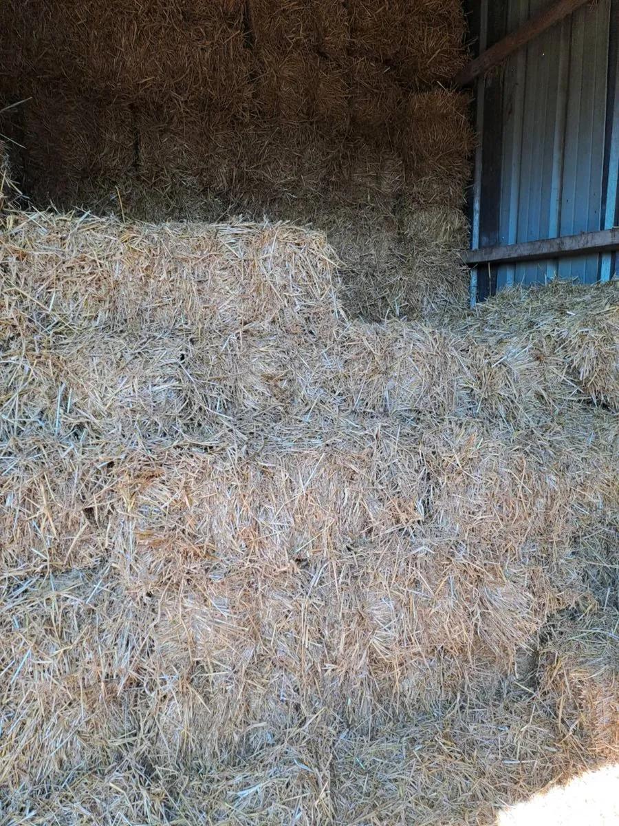 Small Square bales of barley straw - Image 4