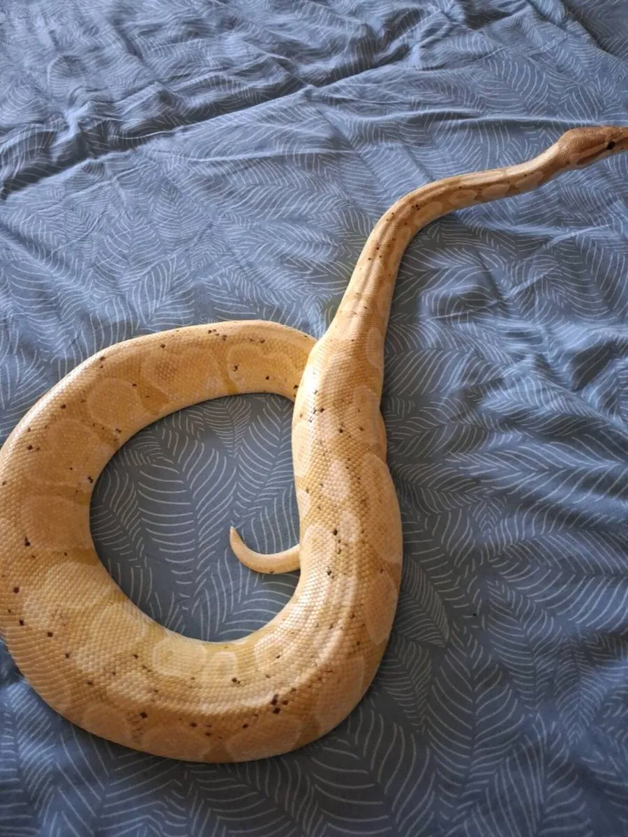 Beautiful Ball Python and 4ft vivarium - Image 2