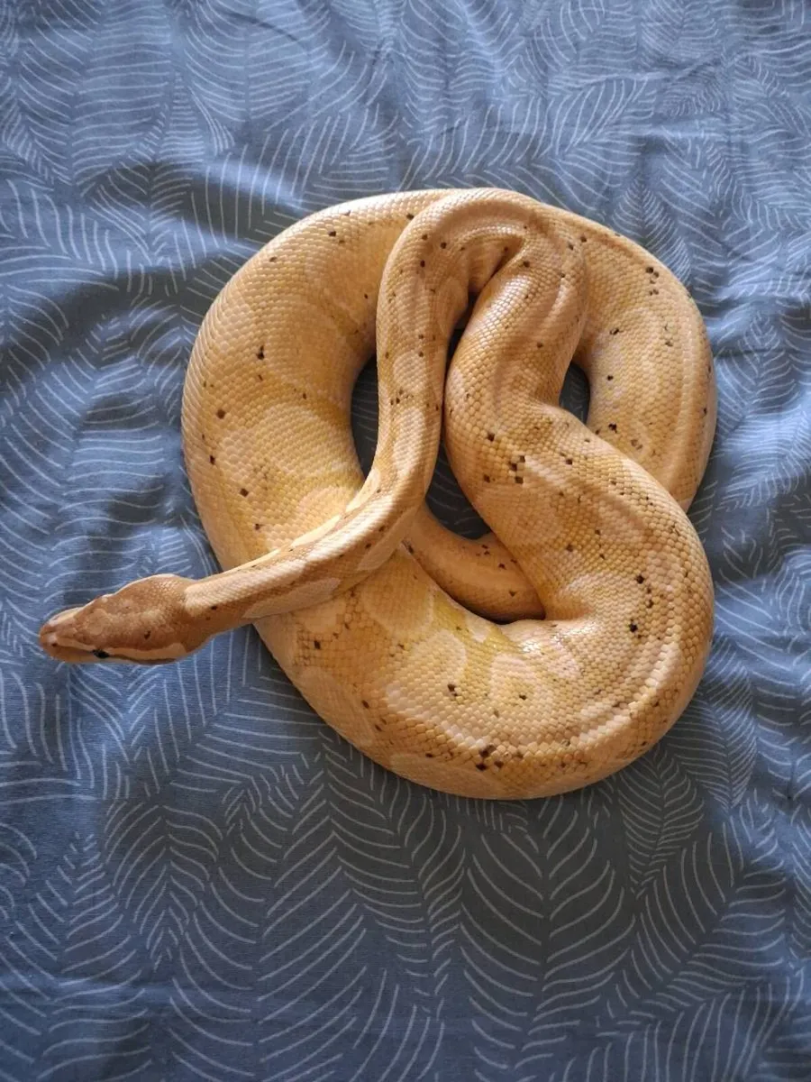 Beautiful Ball Python and 4ft vivarium - Image 1