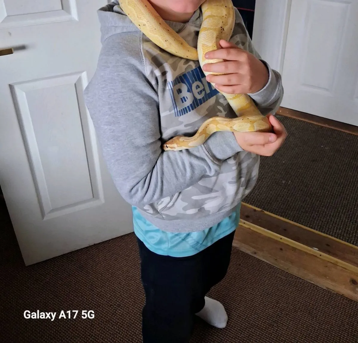 Beautiful Ball Python and 4ft vivarium - Image 3