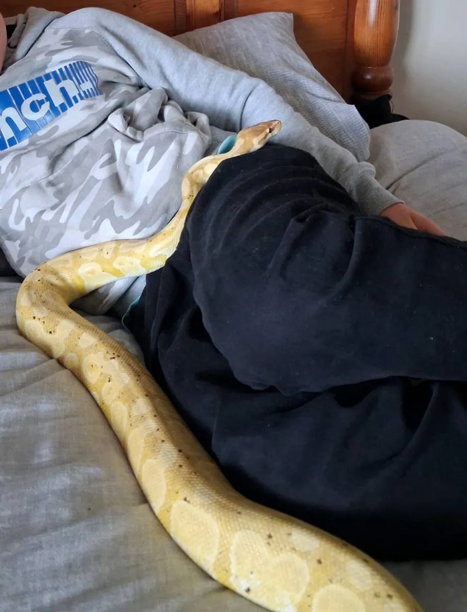 Beautiful Ball Python and 4ft vivarium - Image 4