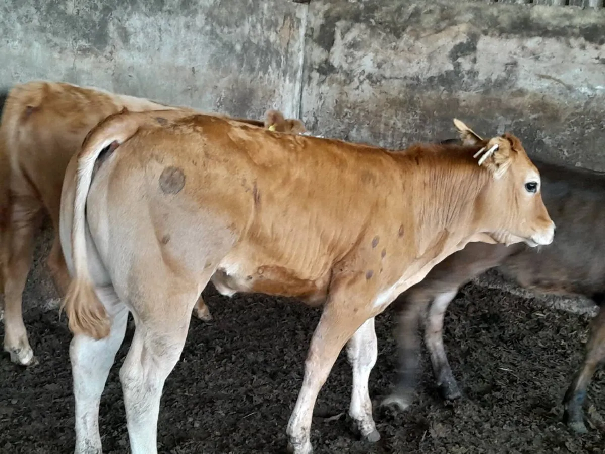 3 Smashing U Grade hefier Weanlings - Image 2