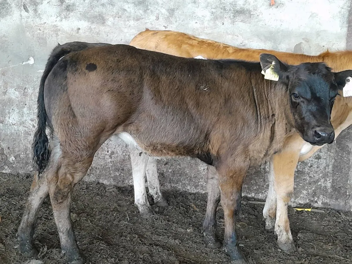 3 Smashing U Grade hefier Weanlings - Image 3