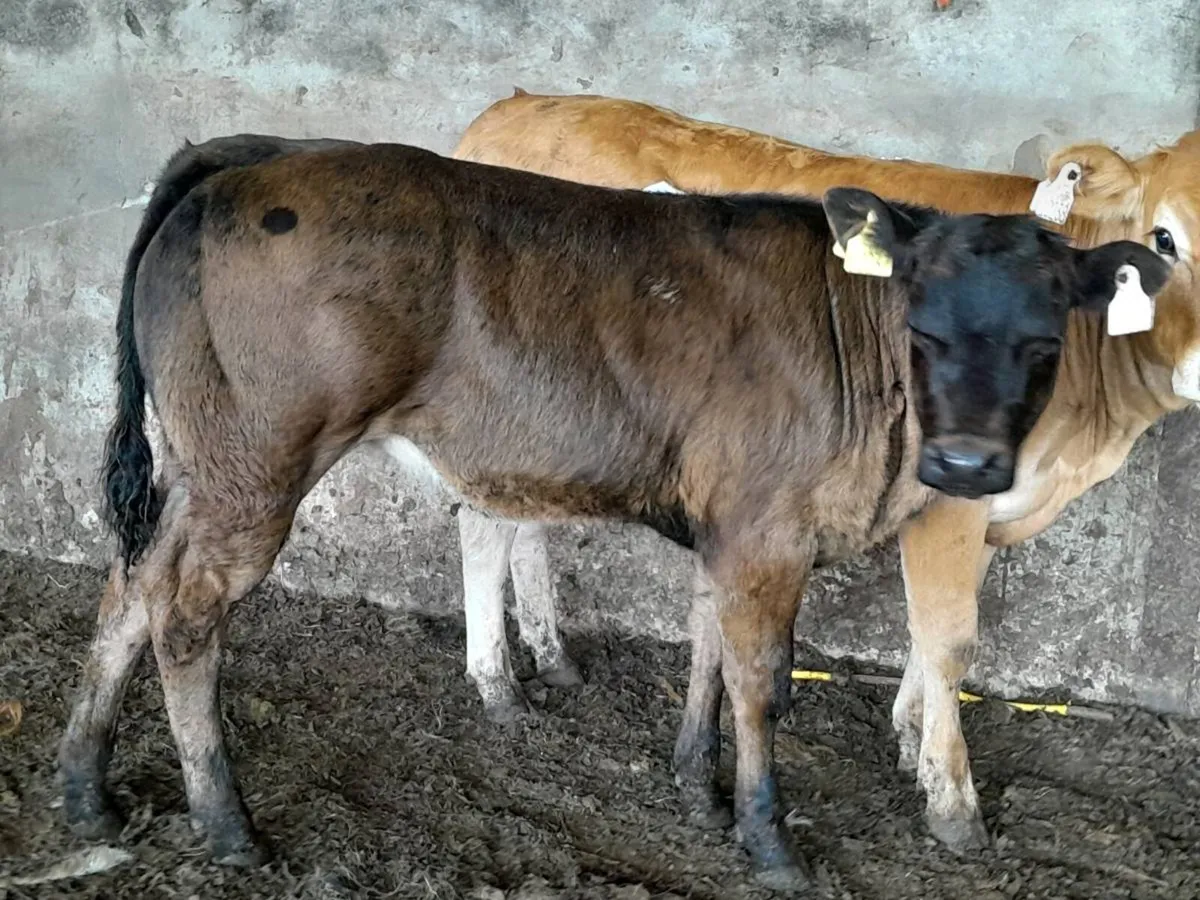 3 Smashing U Grade hefier Weanlings - Image 4