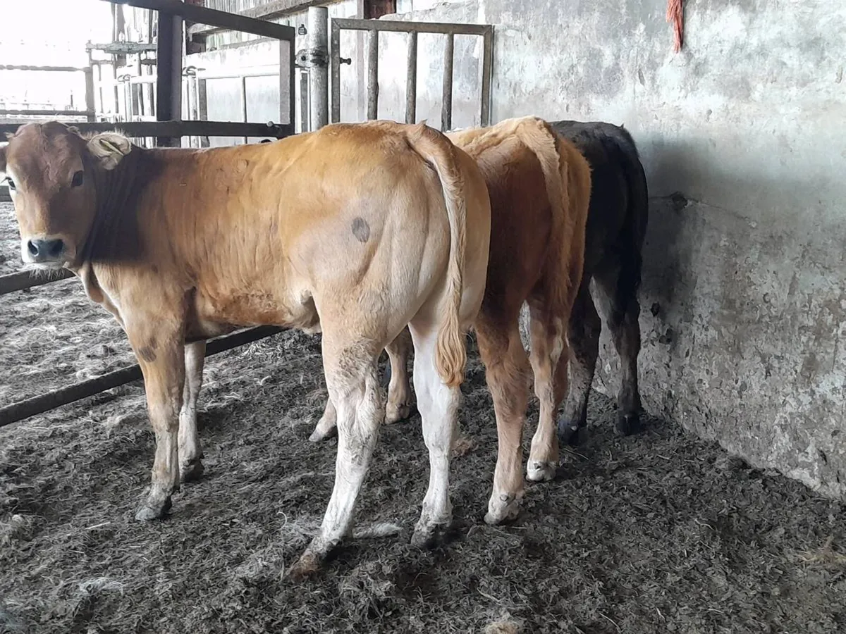 3 Smashing U Grade hefier Weanlings - Image 1