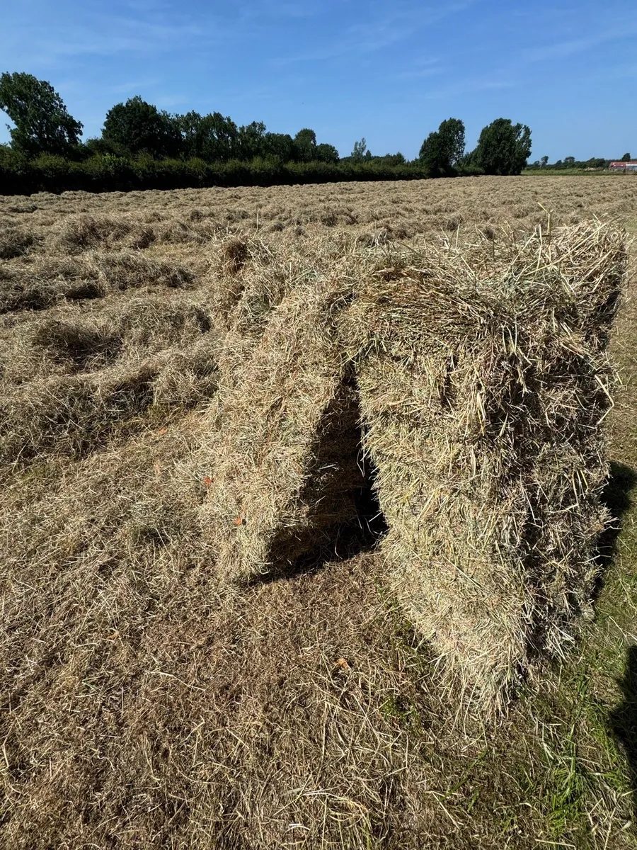 Square bales hay - North Galway - Image 1