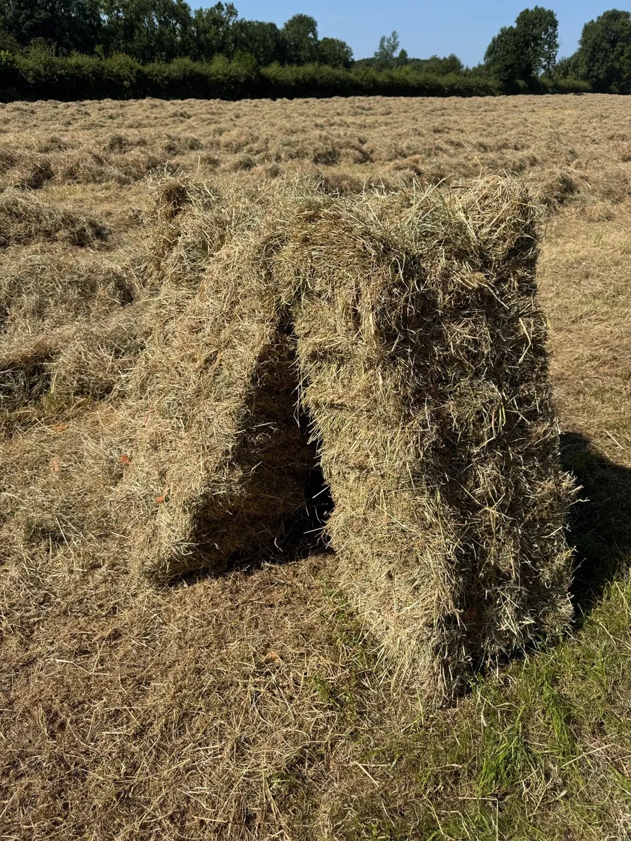 Square bales hay - North Galway - Image 2