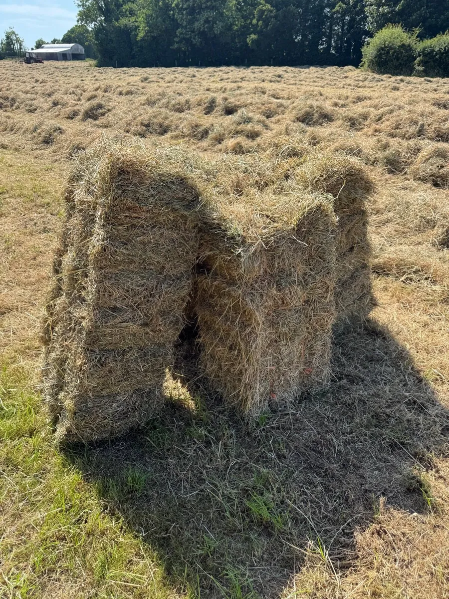 Square bales hay - North Galway - Image 3