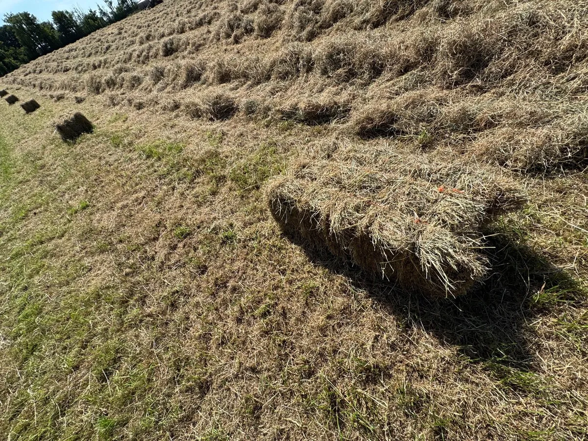 Square bales hay - North Galway - Image 4