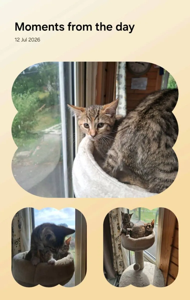 Bengal kittens - Image 4