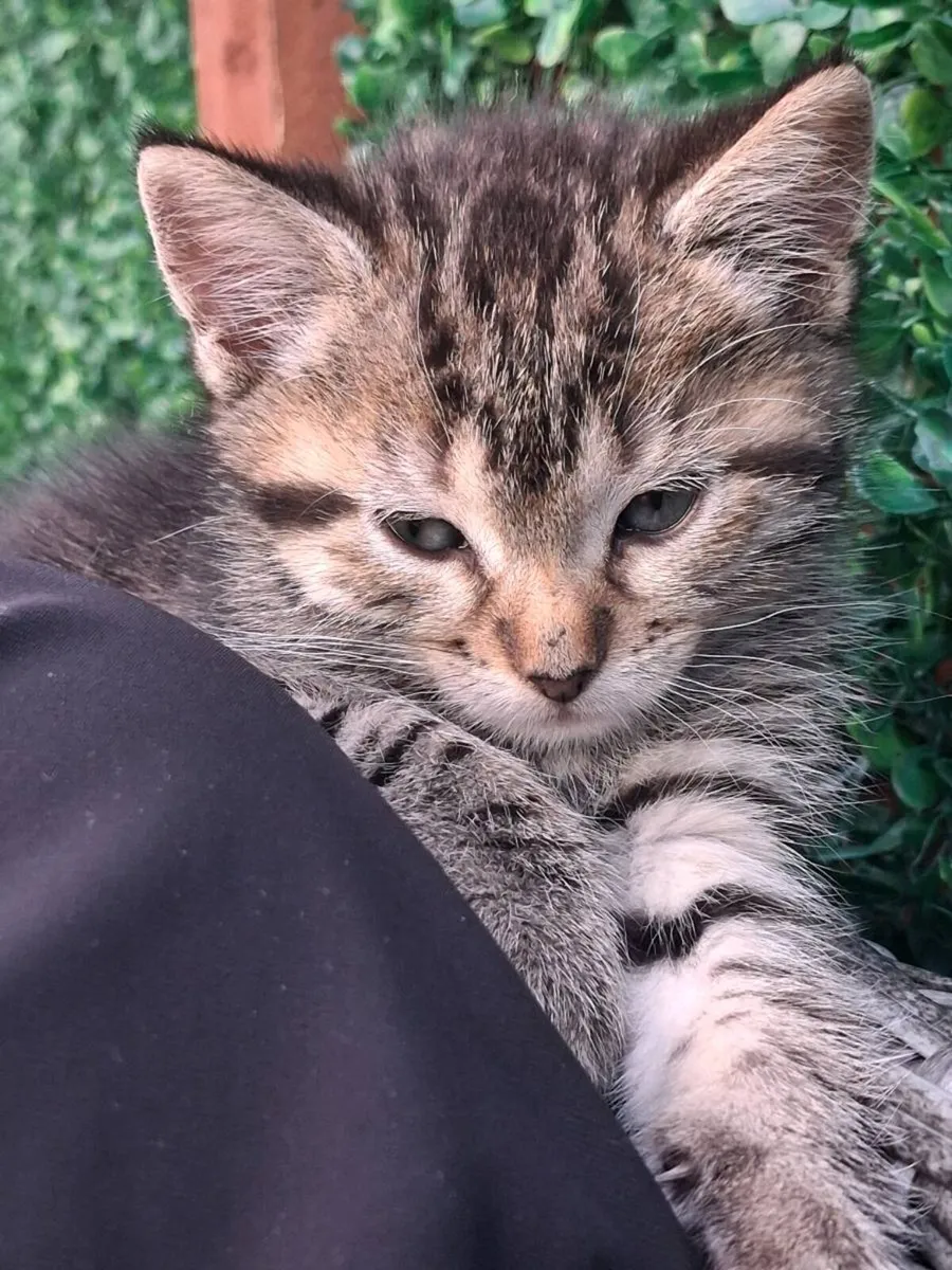 Cat - Image 1
