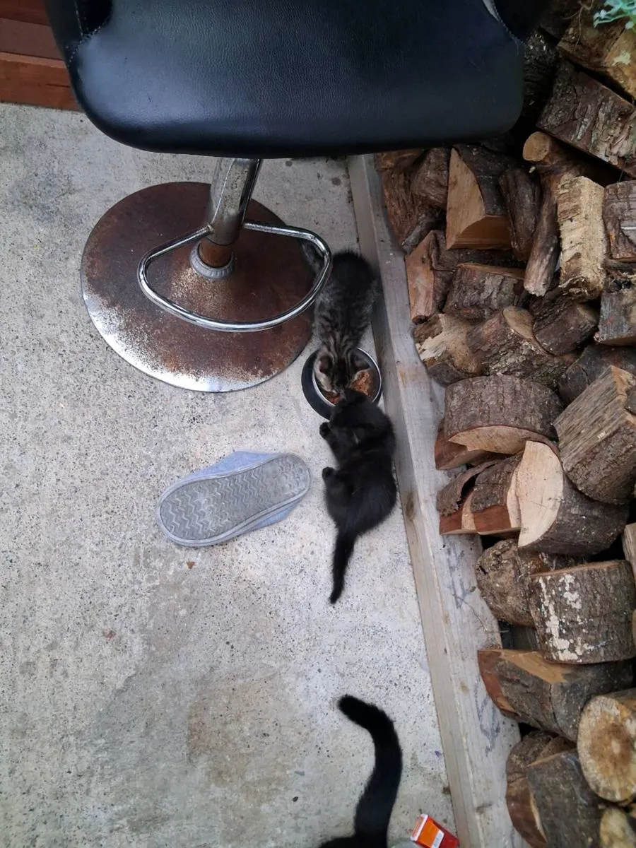 Cat - Image 2
