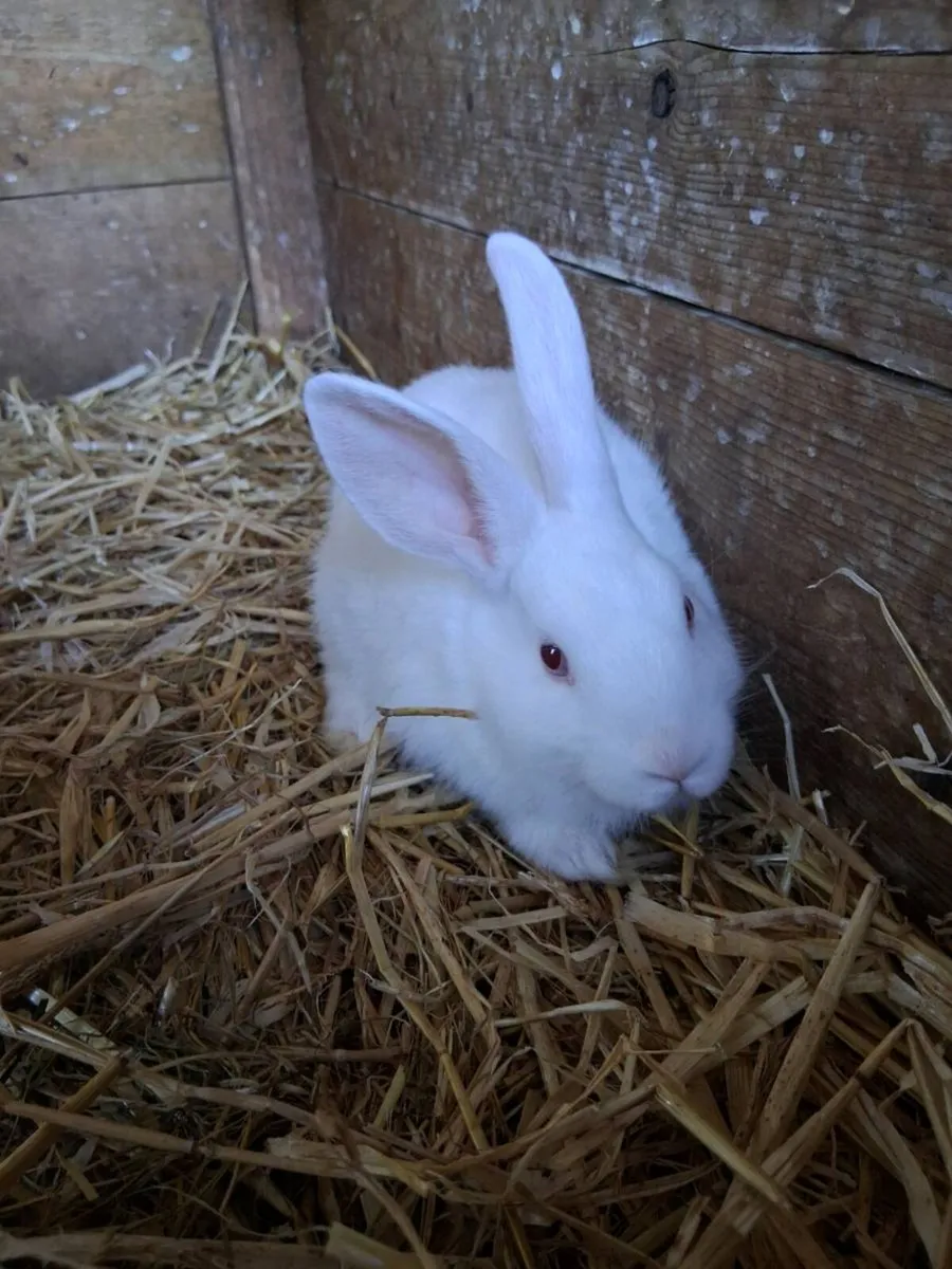 Bunnies - Image 2