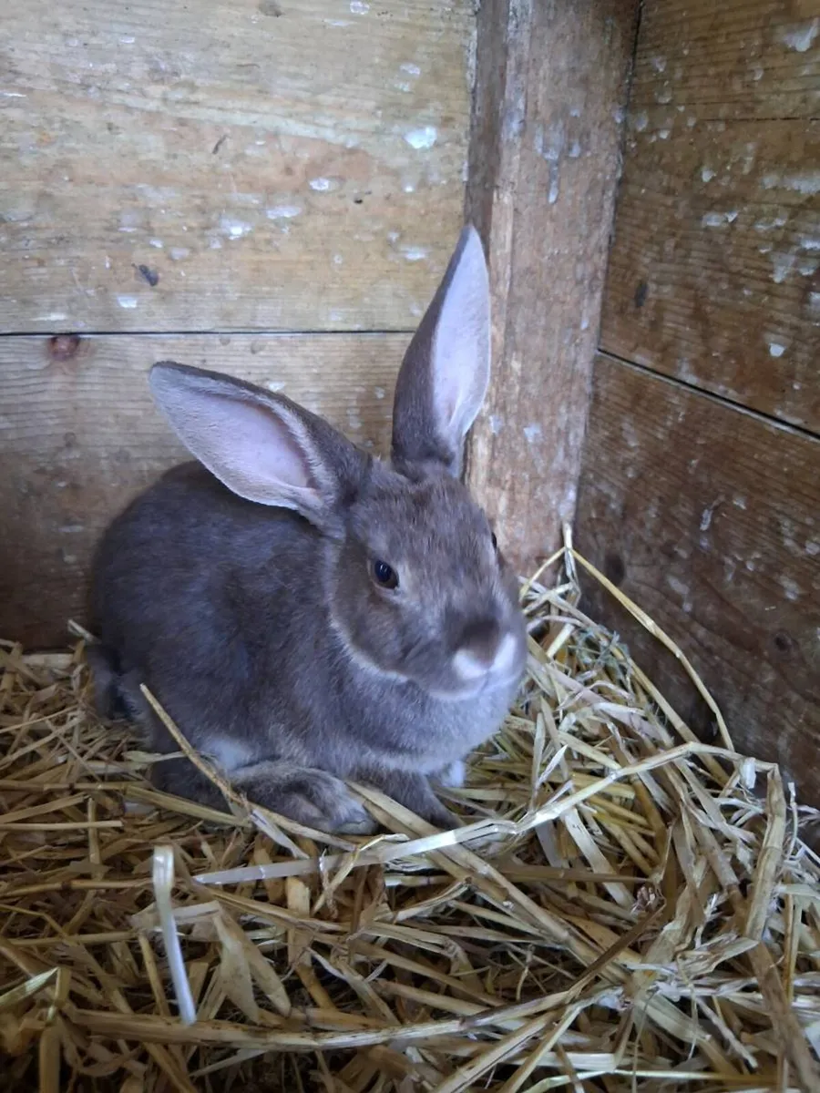 Bunnies - Image 1