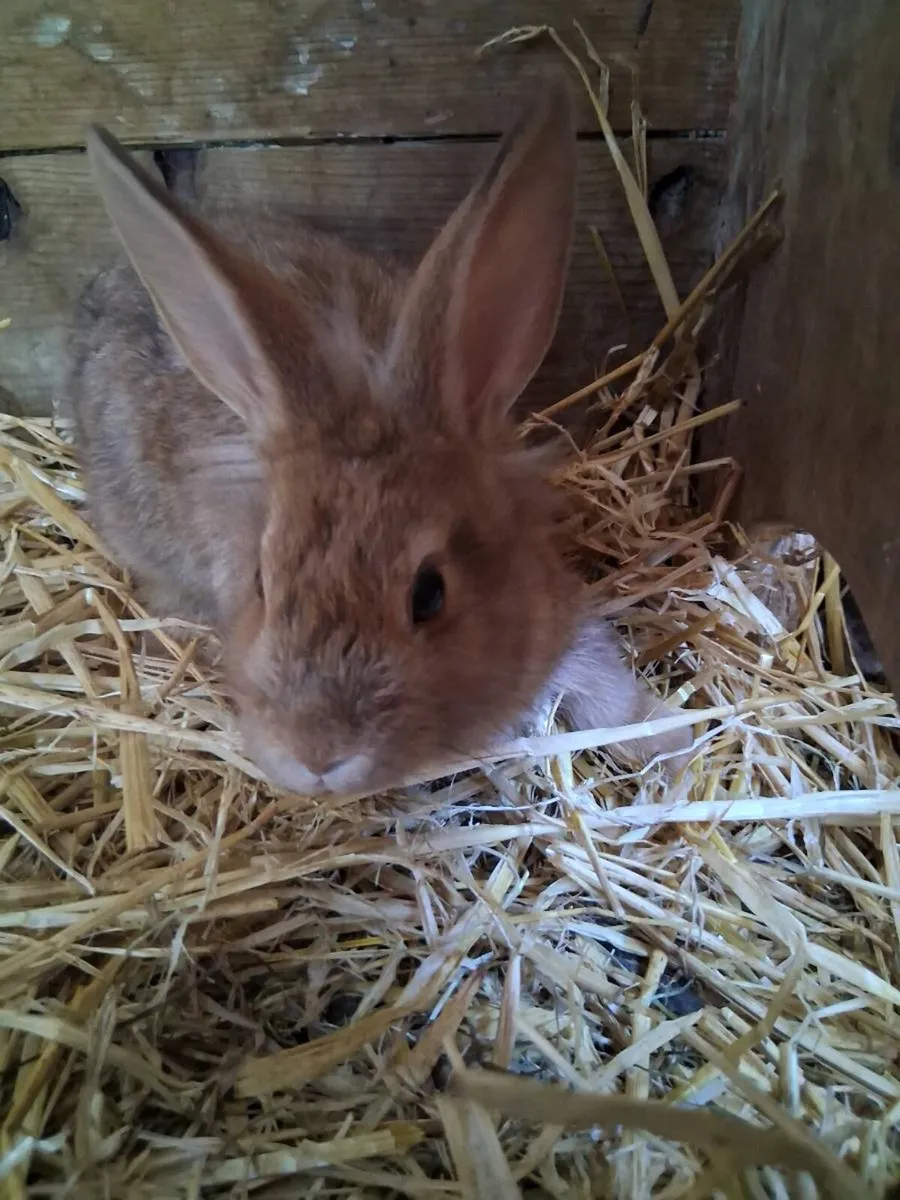 Bunnies - Image 3