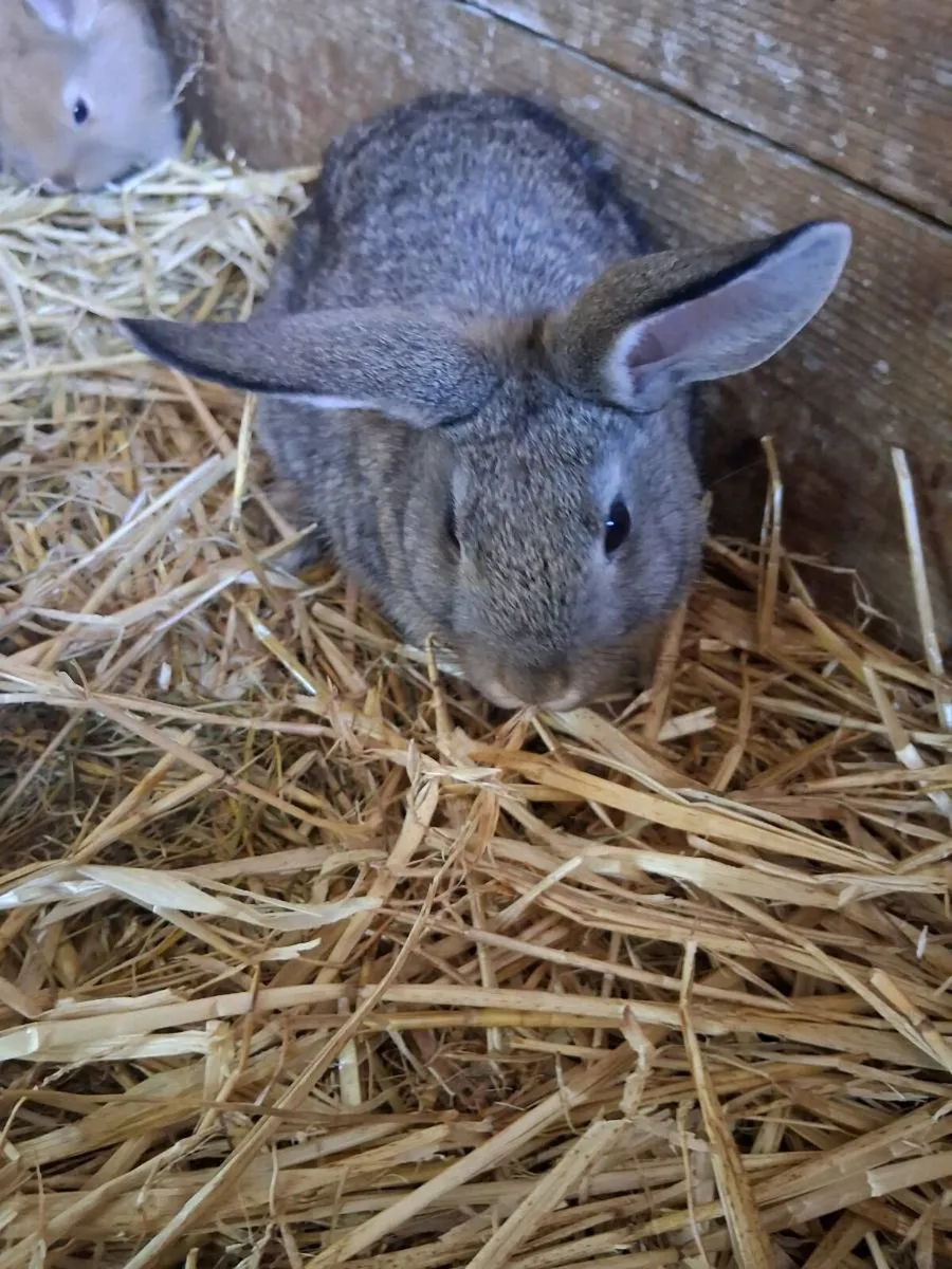 Bunnies - Image 4
