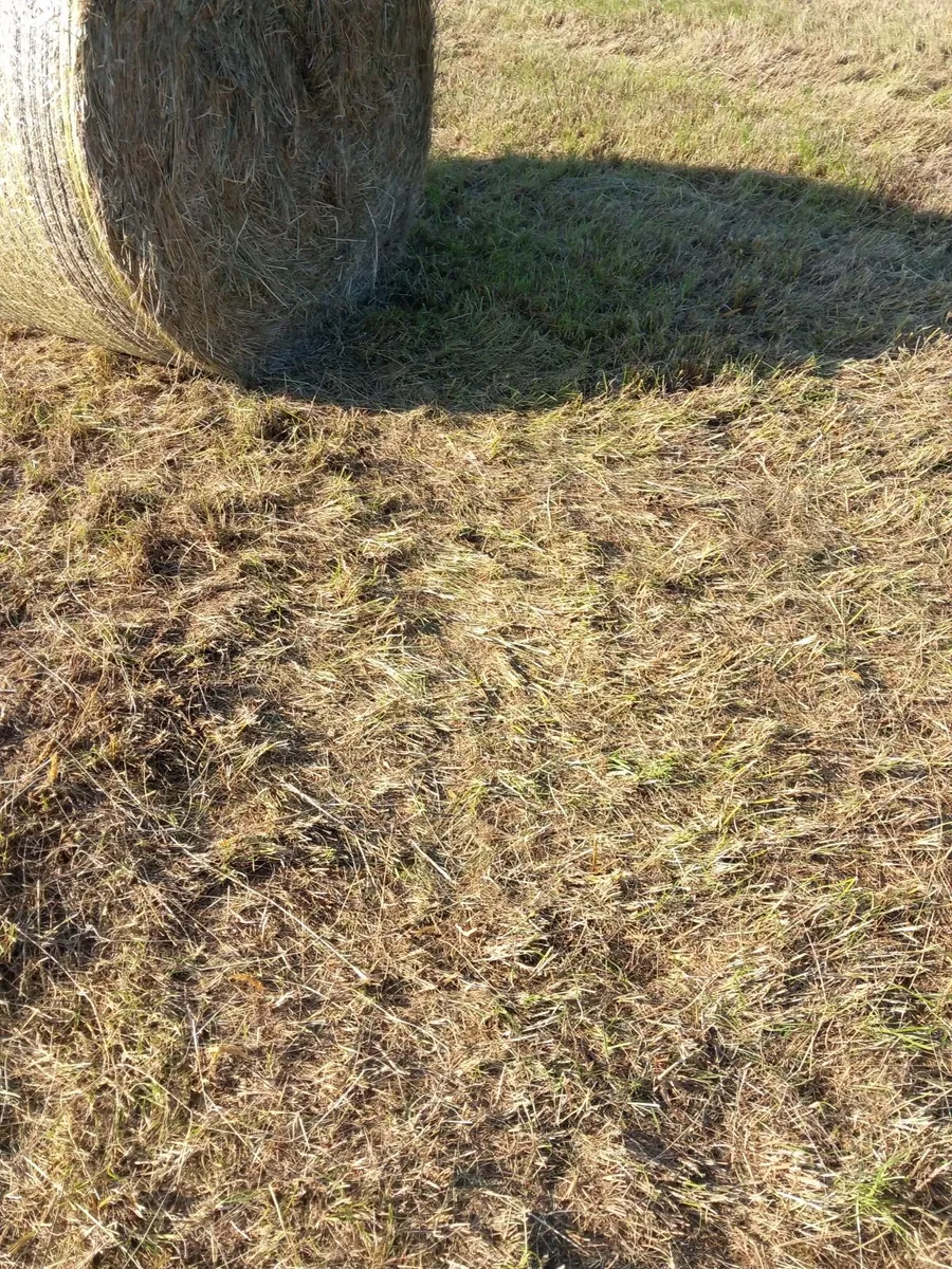 Round bales of hay off the field,Ballinamuck