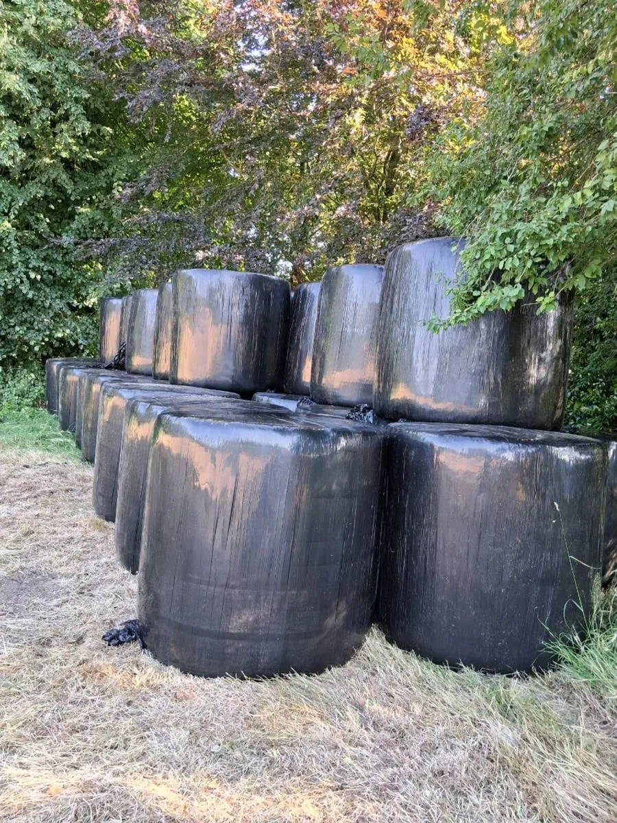 Bales of silage