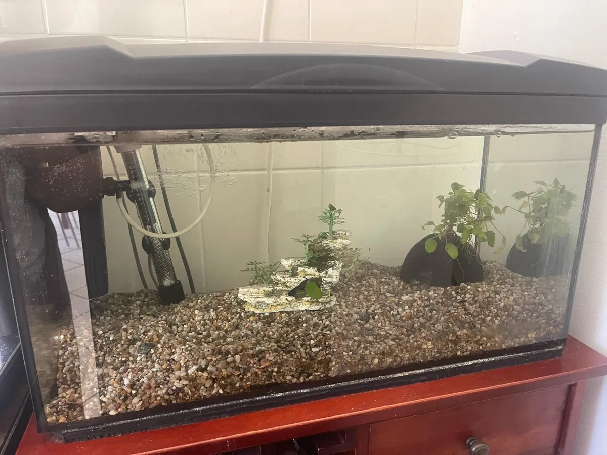 Tropical fish tank - Image 2