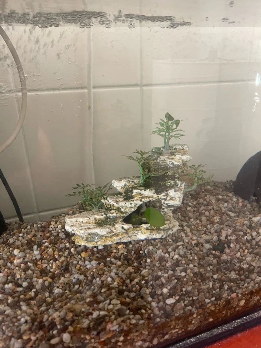 Tropical fish tank - Image 4