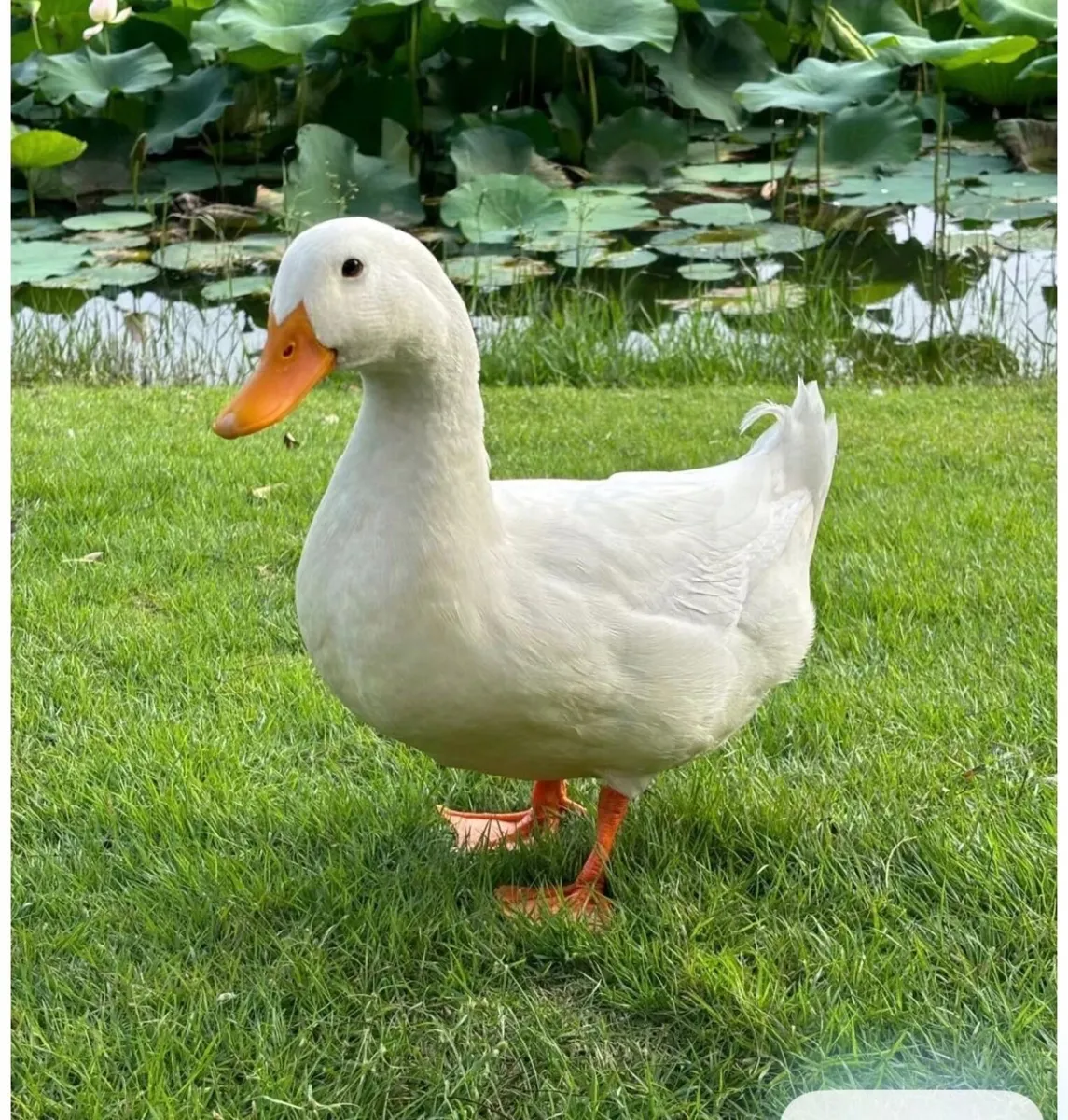 WANTED PEKIN FEMALE