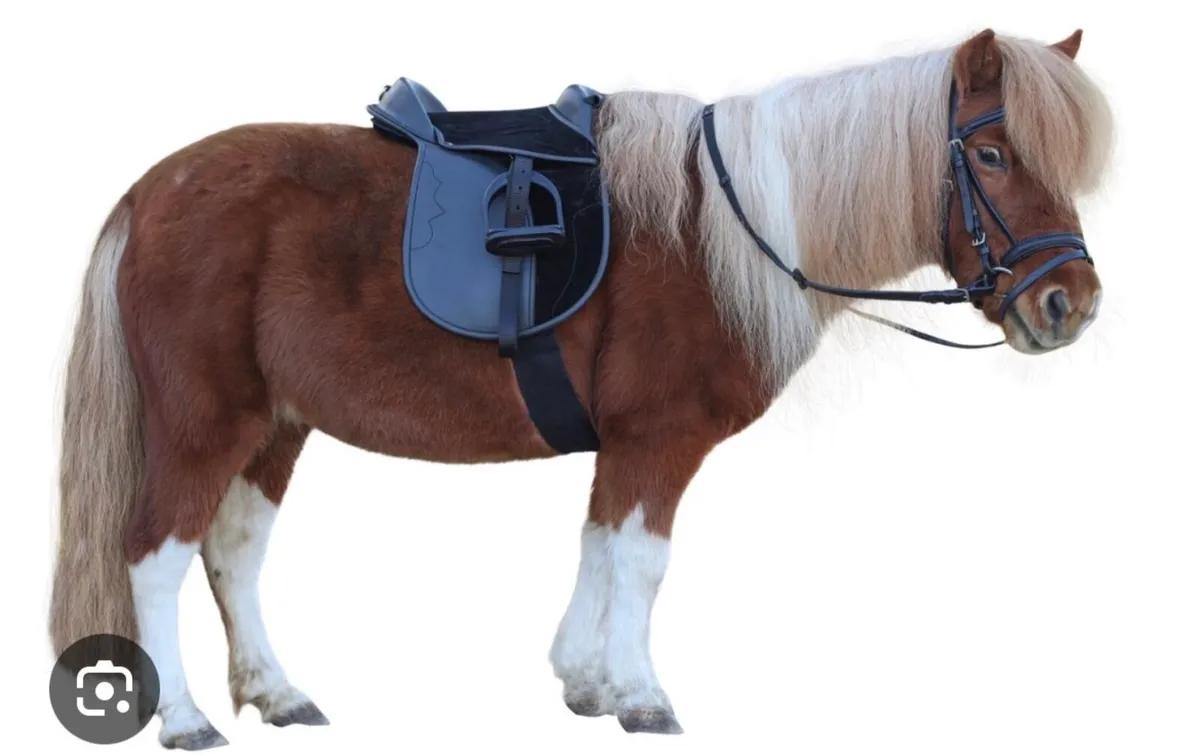 Beginners pony wanted