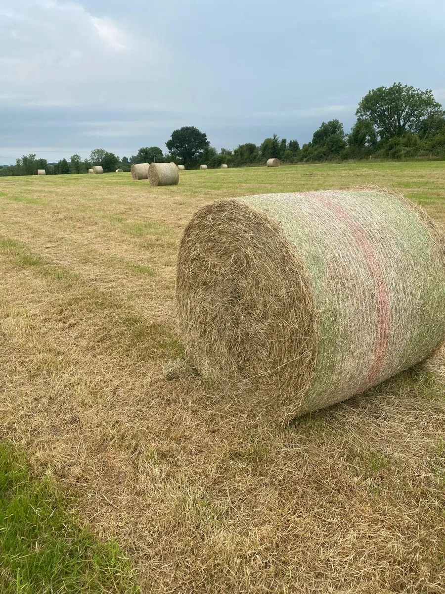 Hay