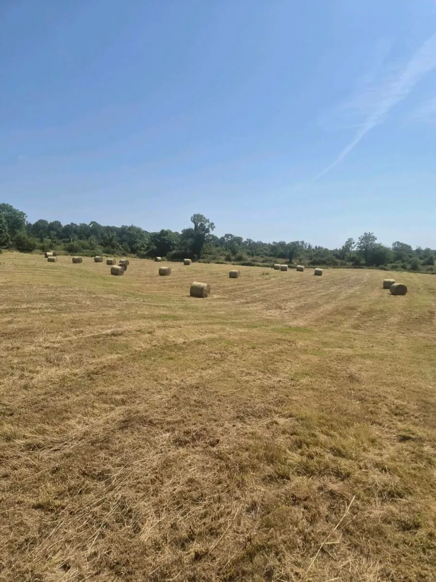 Freshly  baled hay - Image 1