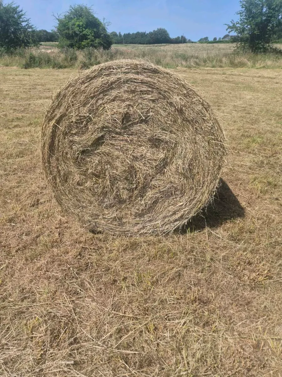 Freshly  baled hay - Image 2