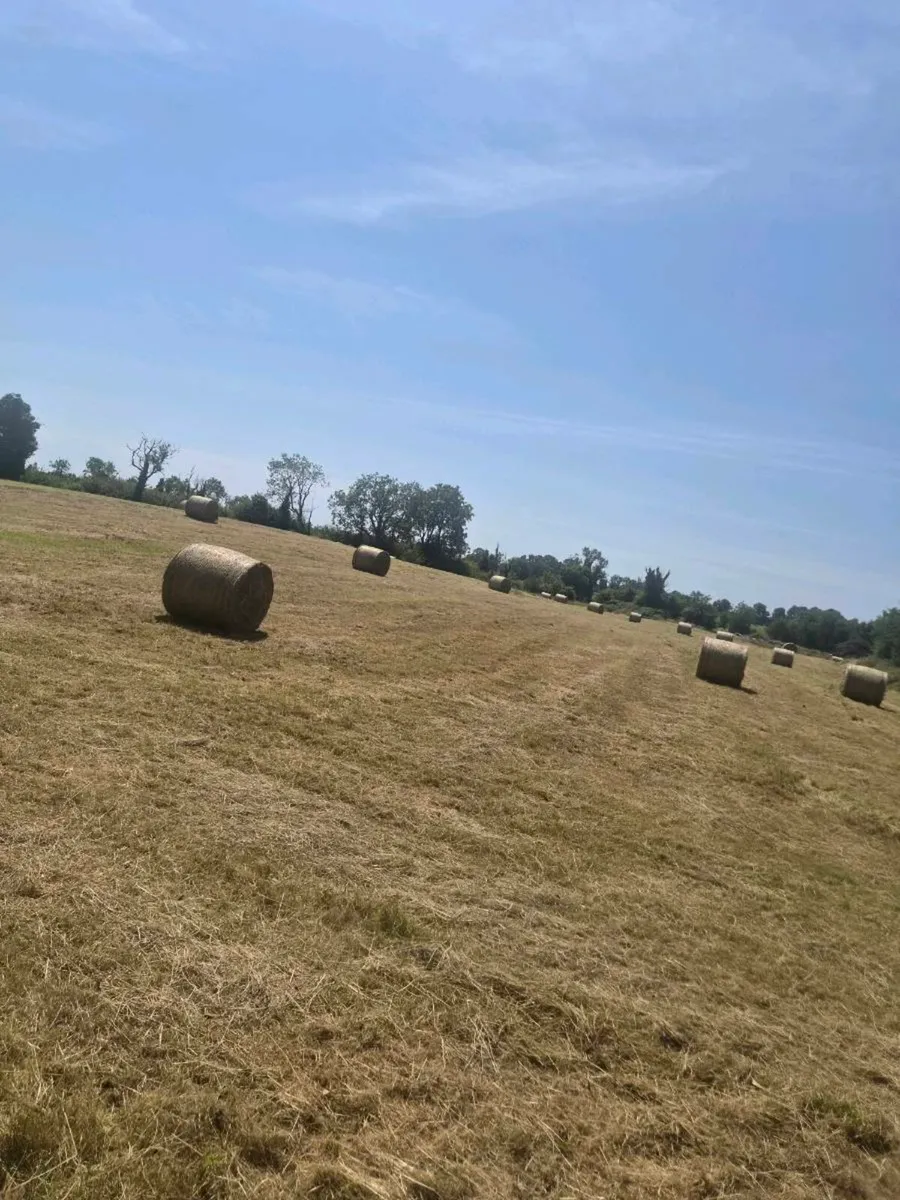 Freshly  baled hay - Image 3