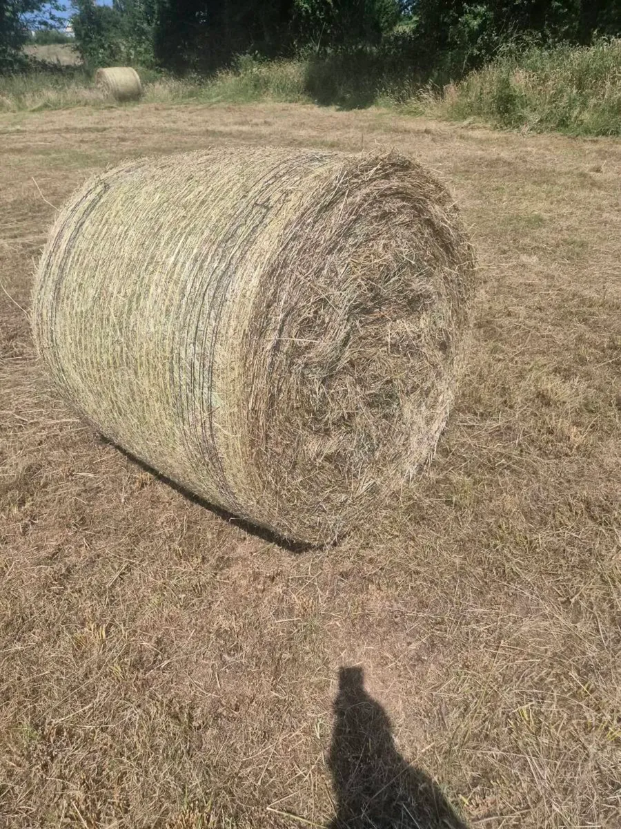 Freshly  baled hay - Image 4