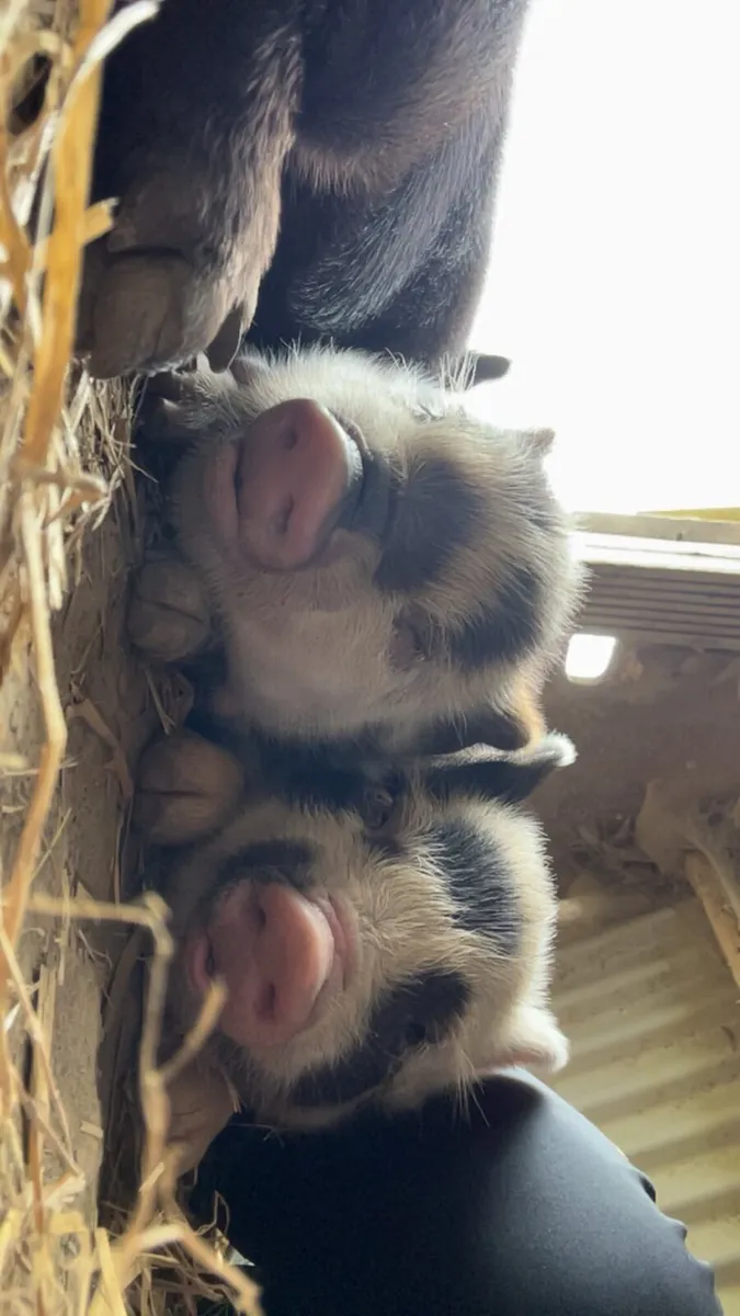 PEDIGREE Kune Kune Boar and Piglets - Image 4