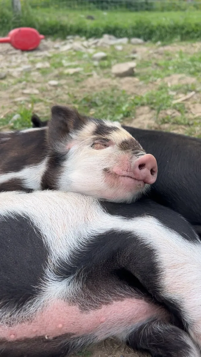PEDIGREE Kune Kune Boar and Piglets - Image 1