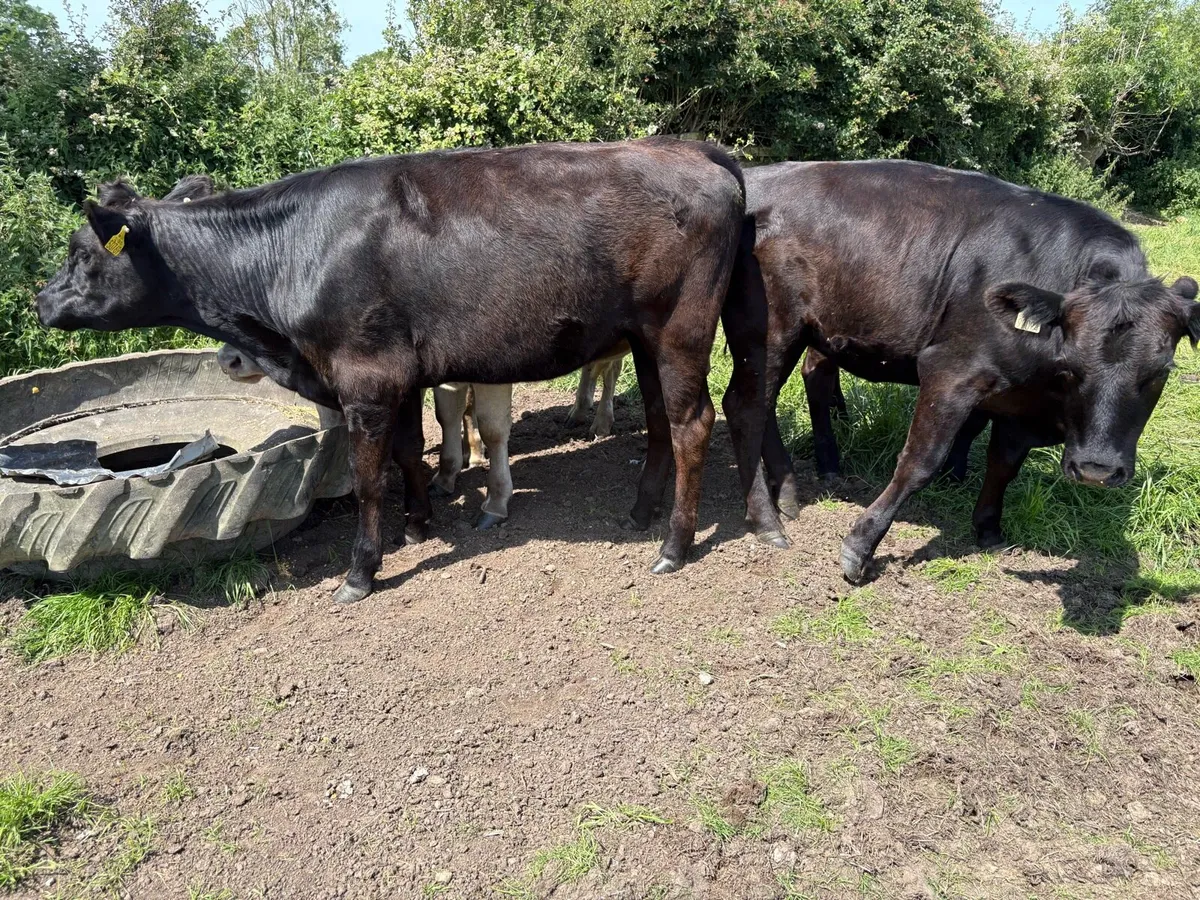 Limo heifers