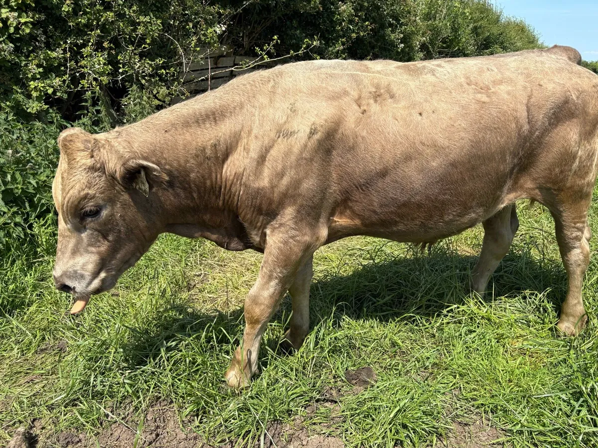 Bullocks - Image 1
