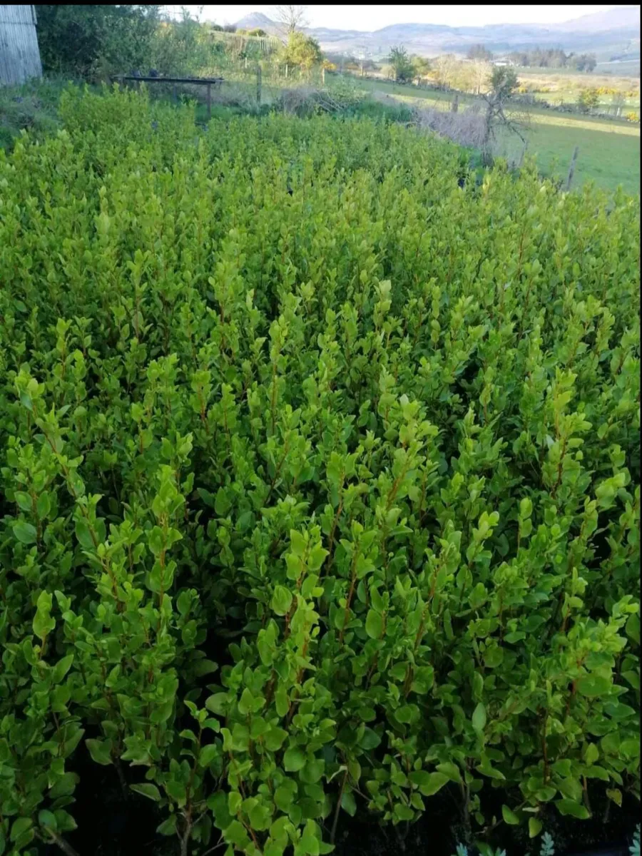 Griselinia Hedging