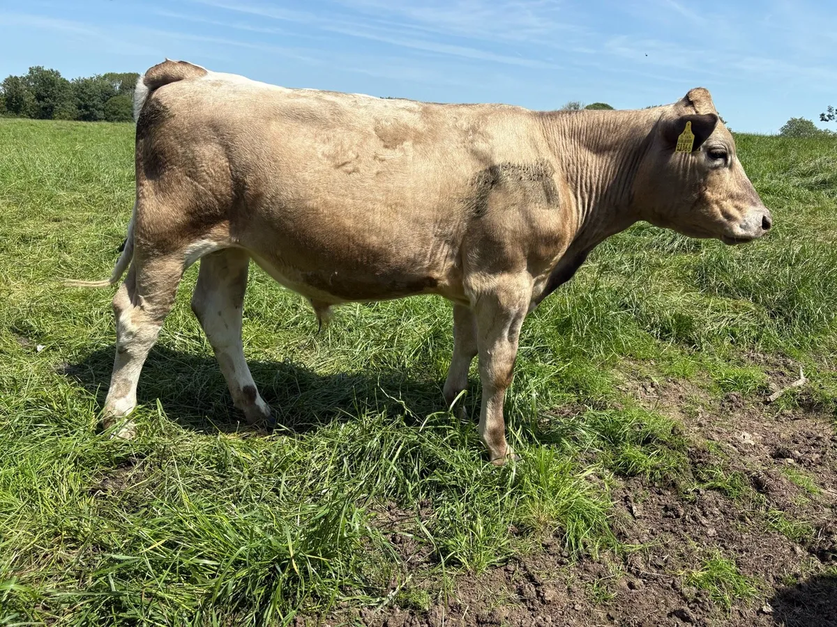 Bullocks - Image 2