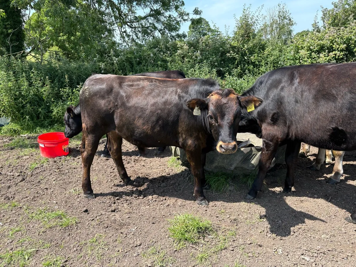 Bullocks - Image 3