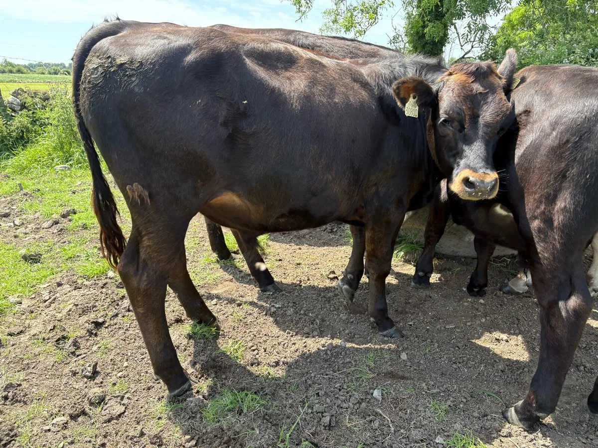 Bullocks - Image 4