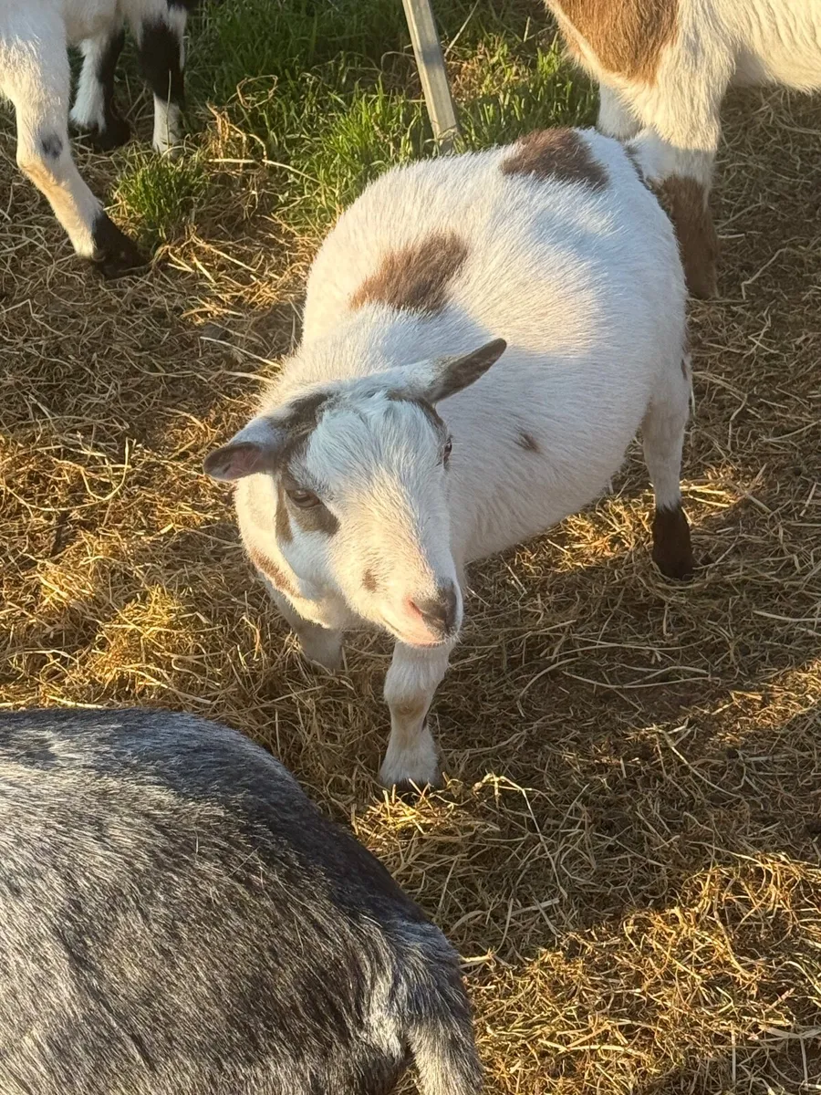Female Pygmy Goats - Image 3
