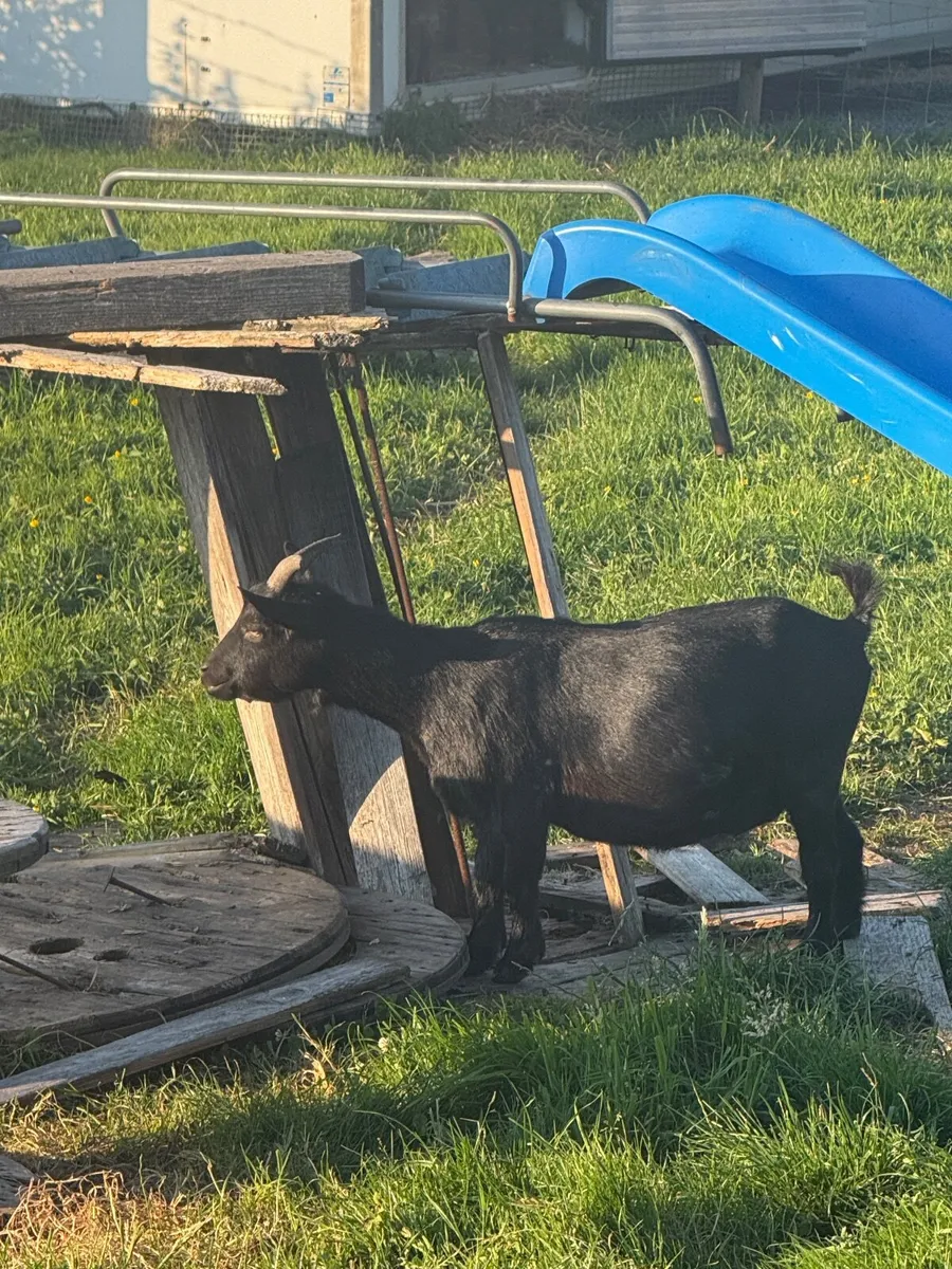 Female Pygmy Goats - Image 4