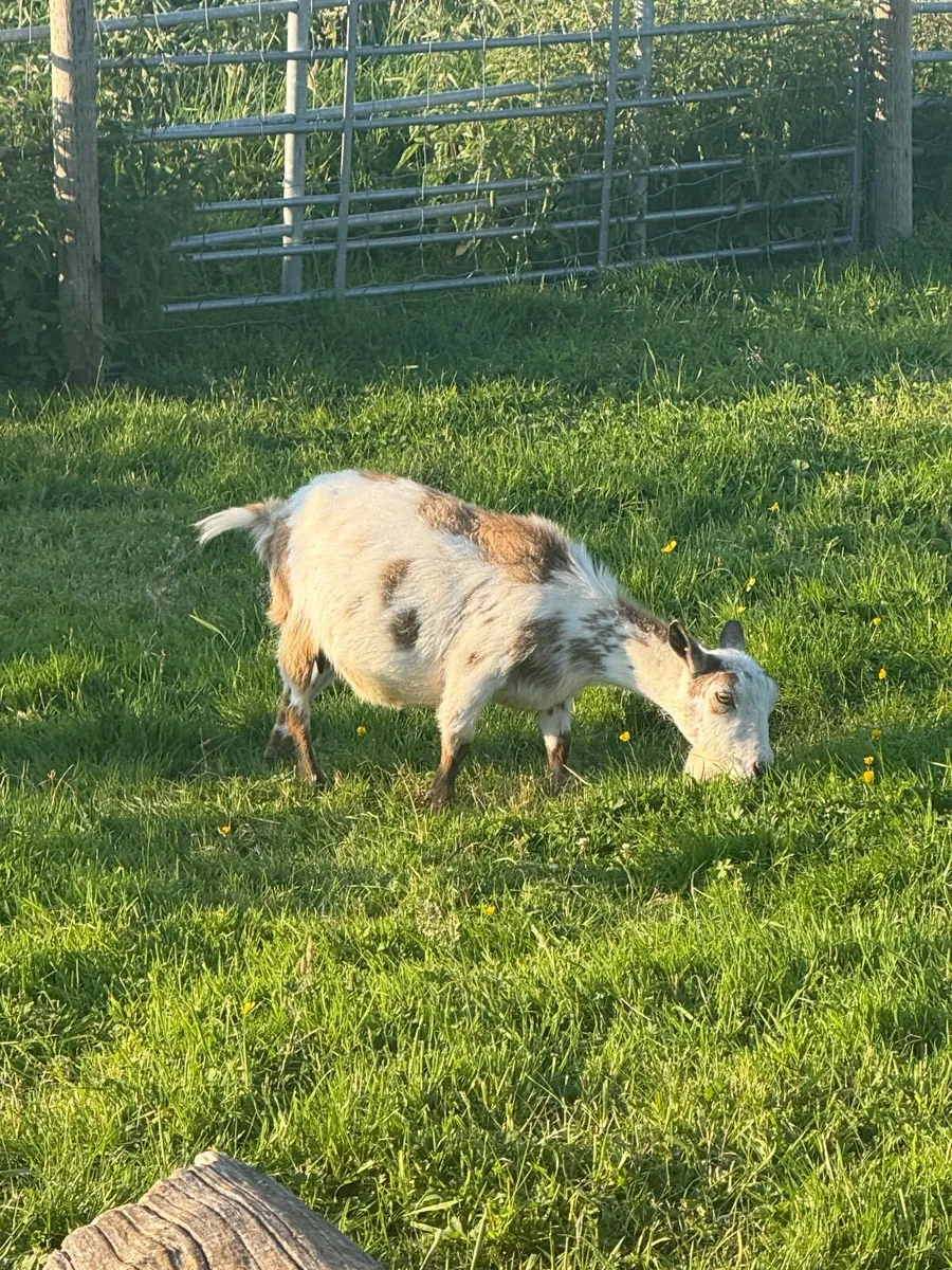Female Pygmy Goats - Image 2