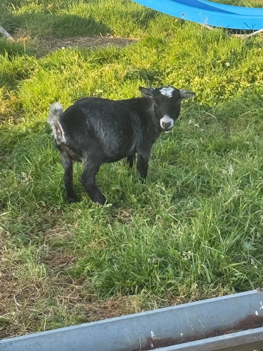 Female Pygmy Goats - Image 3