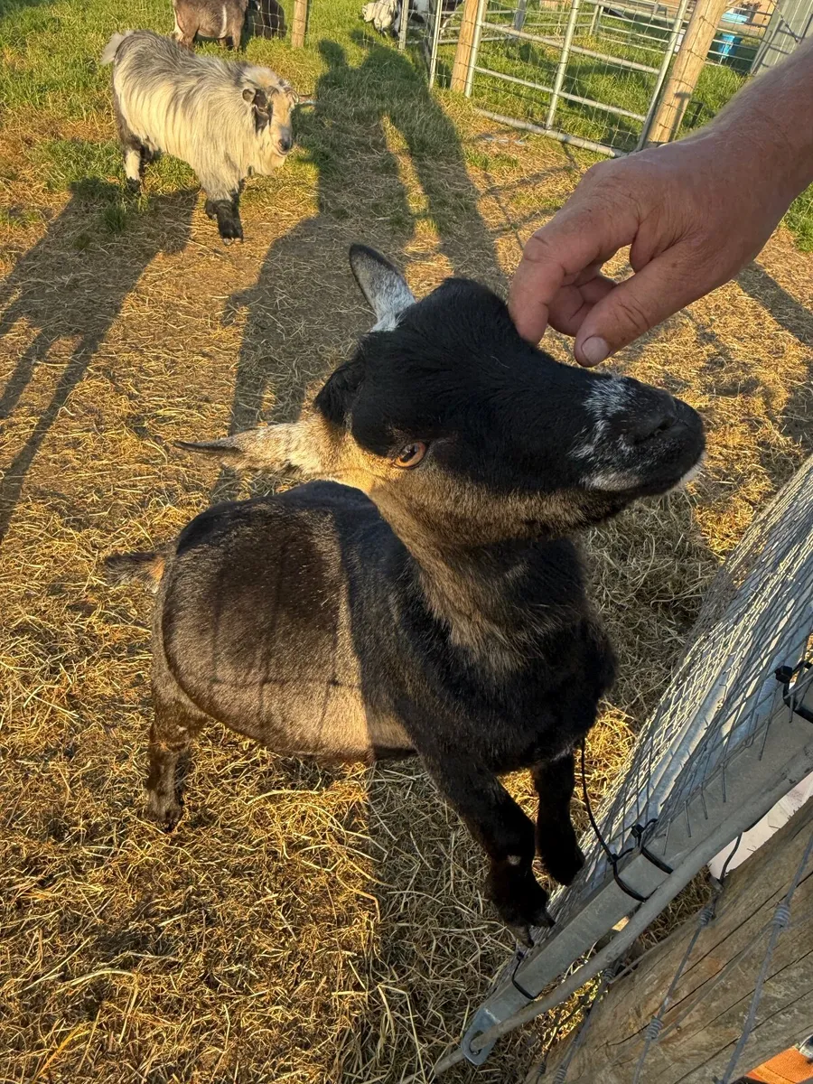Female Pygmy Goats - Image 4